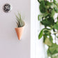 Tiny Ceramic Magnet Planter: Blush / With Plant