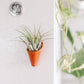 Tiny Ceramic Magnet Planter: Speckled White / With Plant