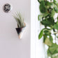 Tiny Ceramic Magnet Planter: Blush / With Plant