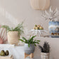 Paulownia Wood Footed Planter