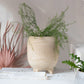 Paulownia Wood Footed Planter