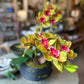 Orchid Arrangement