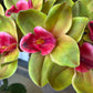 Orchid Arrangement