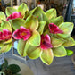 Orchid Arrangement