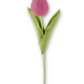 Fuchsia Tulip Stem