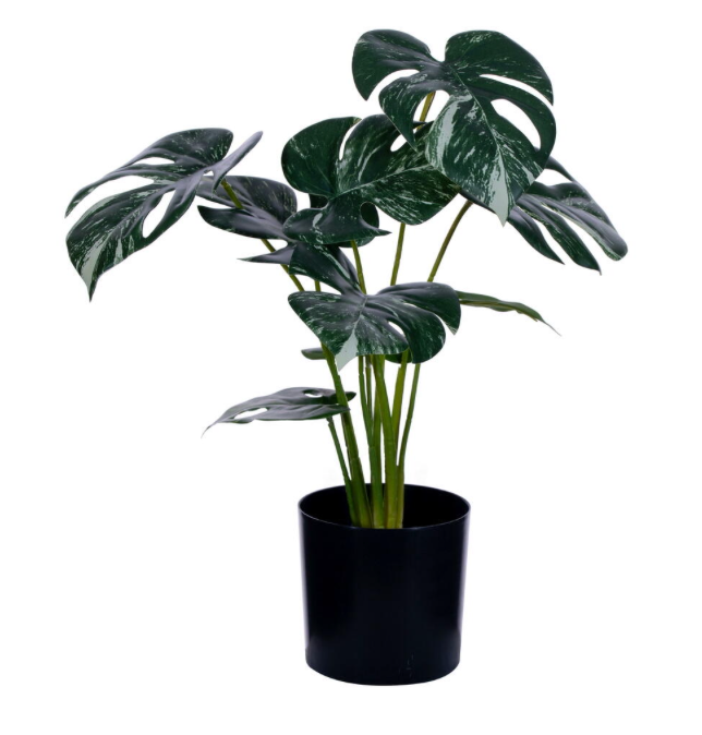 Monstera Potted 15" Plant