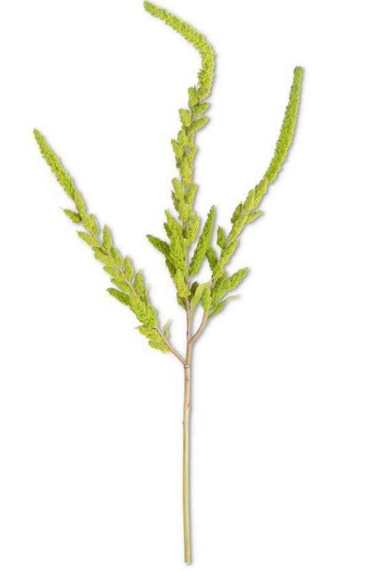 Green Amaranthus Stem