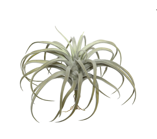 Gray Tillandsia Pick