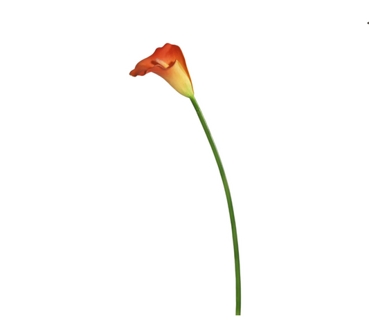 Orange/Yellow Calla Lily