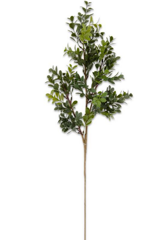 Boxwood Stem