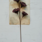 Burgundy Feather Flower Stem