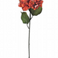 Hydrangea Stem