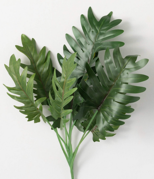 Split Philo Leaf Bush