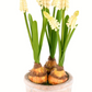 Hyacinths in Container