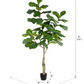Faux Fiddle Fig Tree