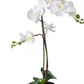 Orchid in Pot