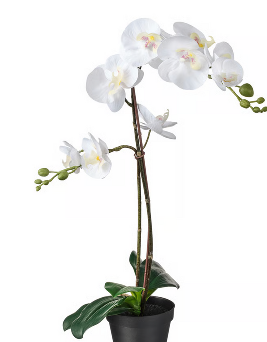 Orchid in Pot
