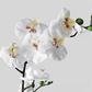 Orchid in Pot
