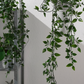 Ivy in Pot