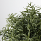 Rosemary in Pot