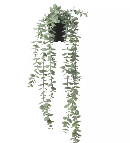 Eucalyptus in Pot