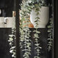 Eucalyptus in Pot