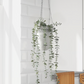 Eucalyptus in Pot