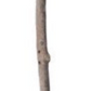 Witch's Broom - Mango Wood & Coconut Twig