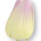 Tulip Stem K & K Interiors Real Touch