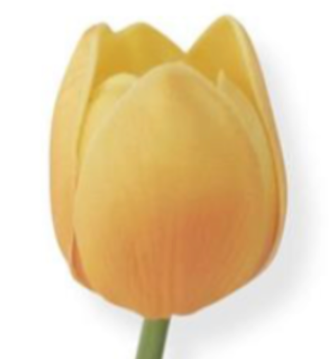 Tulip Stem K & K Interiors Real Touch