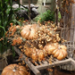 Rustic & Whimsical Gourds & Pumpkins