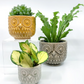 Owl Pots