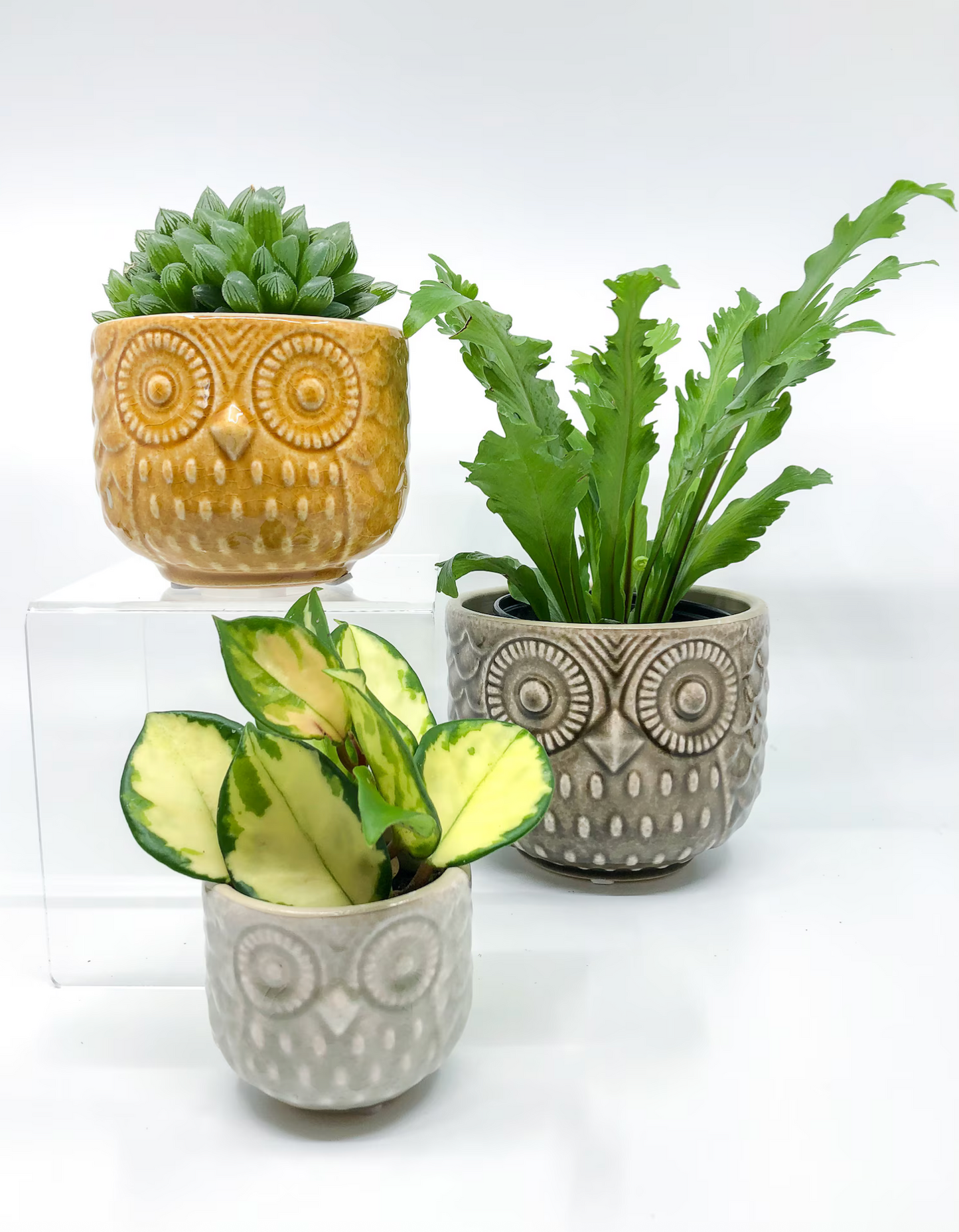 Owl Pots