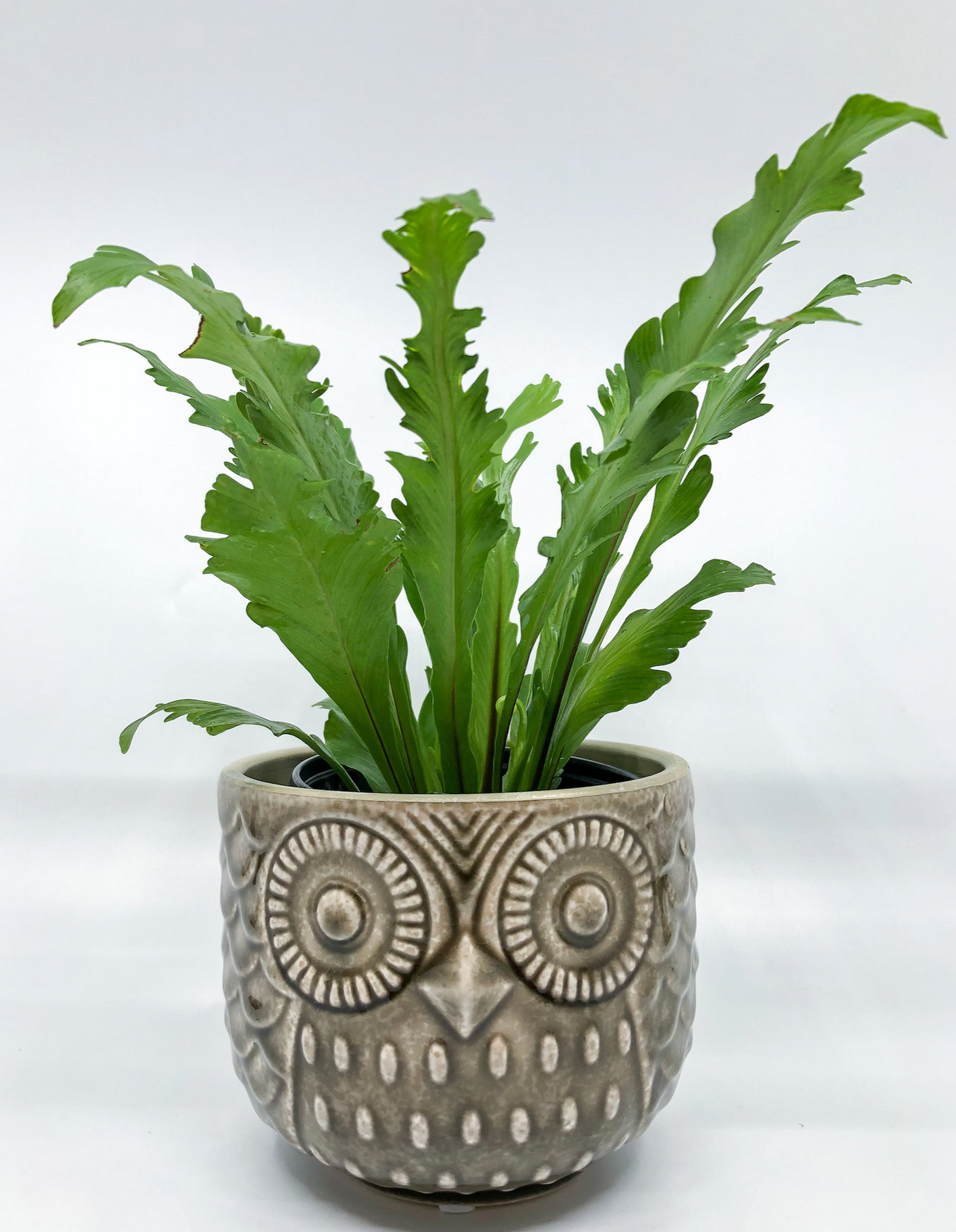 Owl Pots