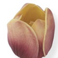 Tulip Stem K & K Interiors Real Touch Blooms