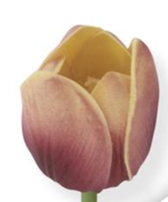 Tulip Stem K & K Interiors Real Touch Blooms