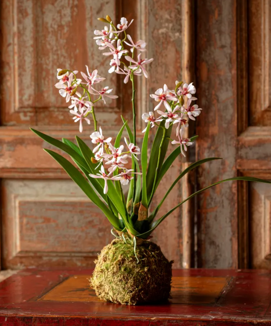Variegated Pink Mini Orchid Moss Ball