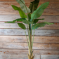 Potted Giant Strelitzia