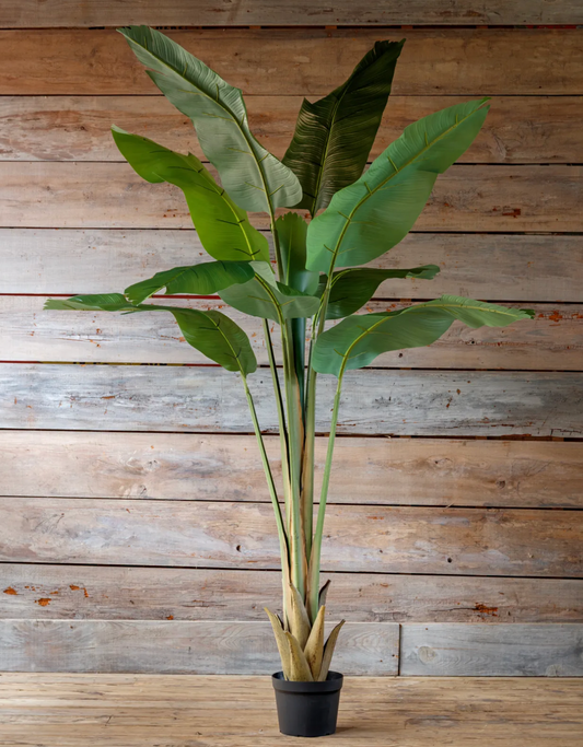 Potted Giant Strelitzia
