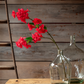 Bougainvillea Stem Bridal Pink