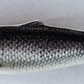 Hand-Painted Sardine Plate, 2 Colors