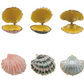 Shell Trinket Box