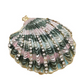 Shell Trinket Box