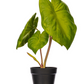 Green Alocasia Acuminata Potted 18"