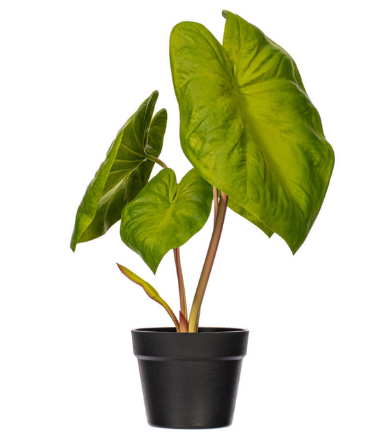 Green Alocasia Acuminata Potted 18"