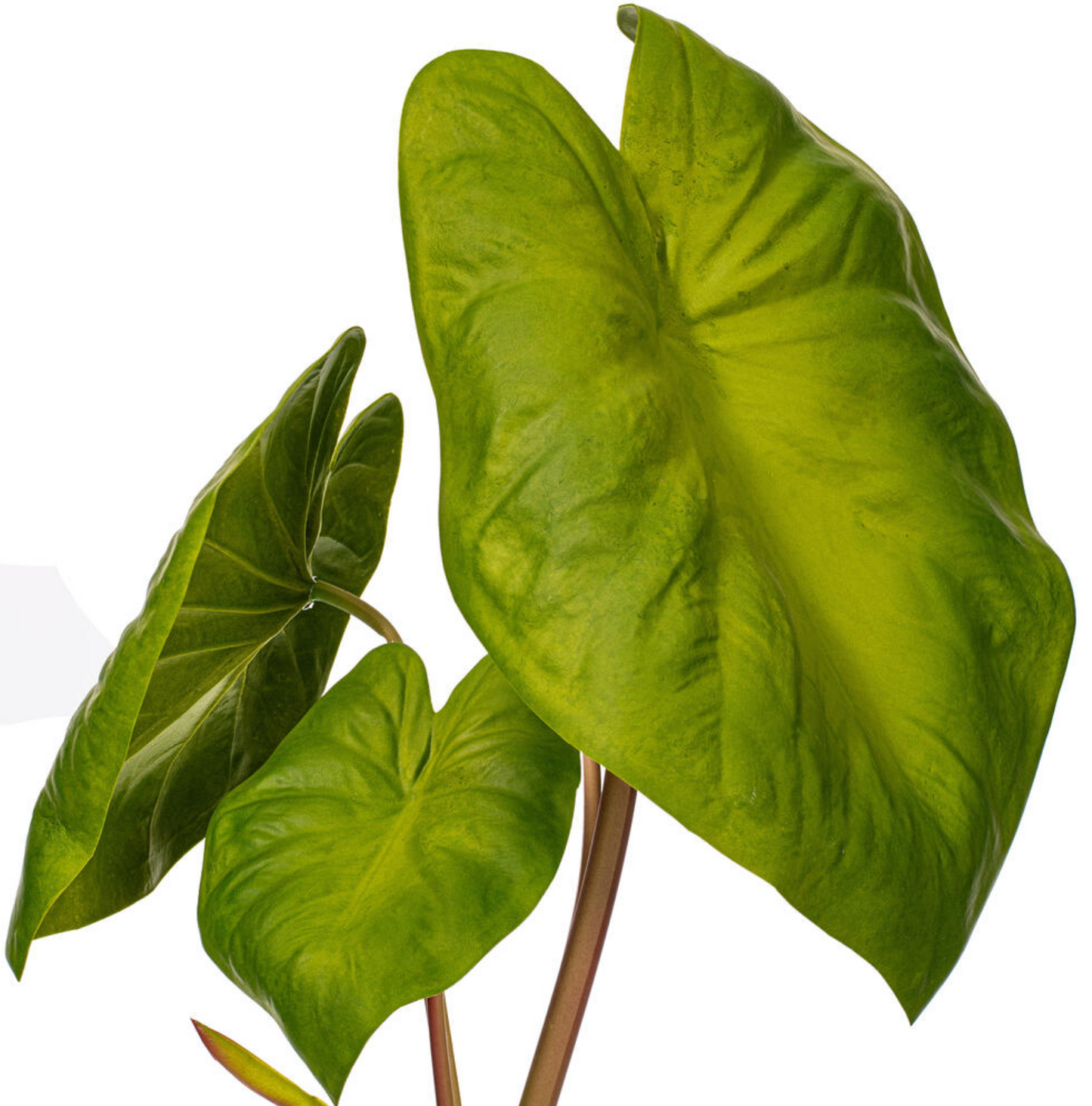 Green Alocasia Acuminata Potted 18"