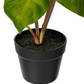 Green Alocasia Acuminata Potted 18"