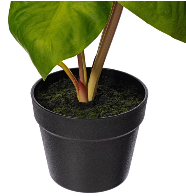 Green Alocasia Acuminata Potted 18"