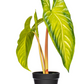 Green Alocasia Acuminata Potted 17"