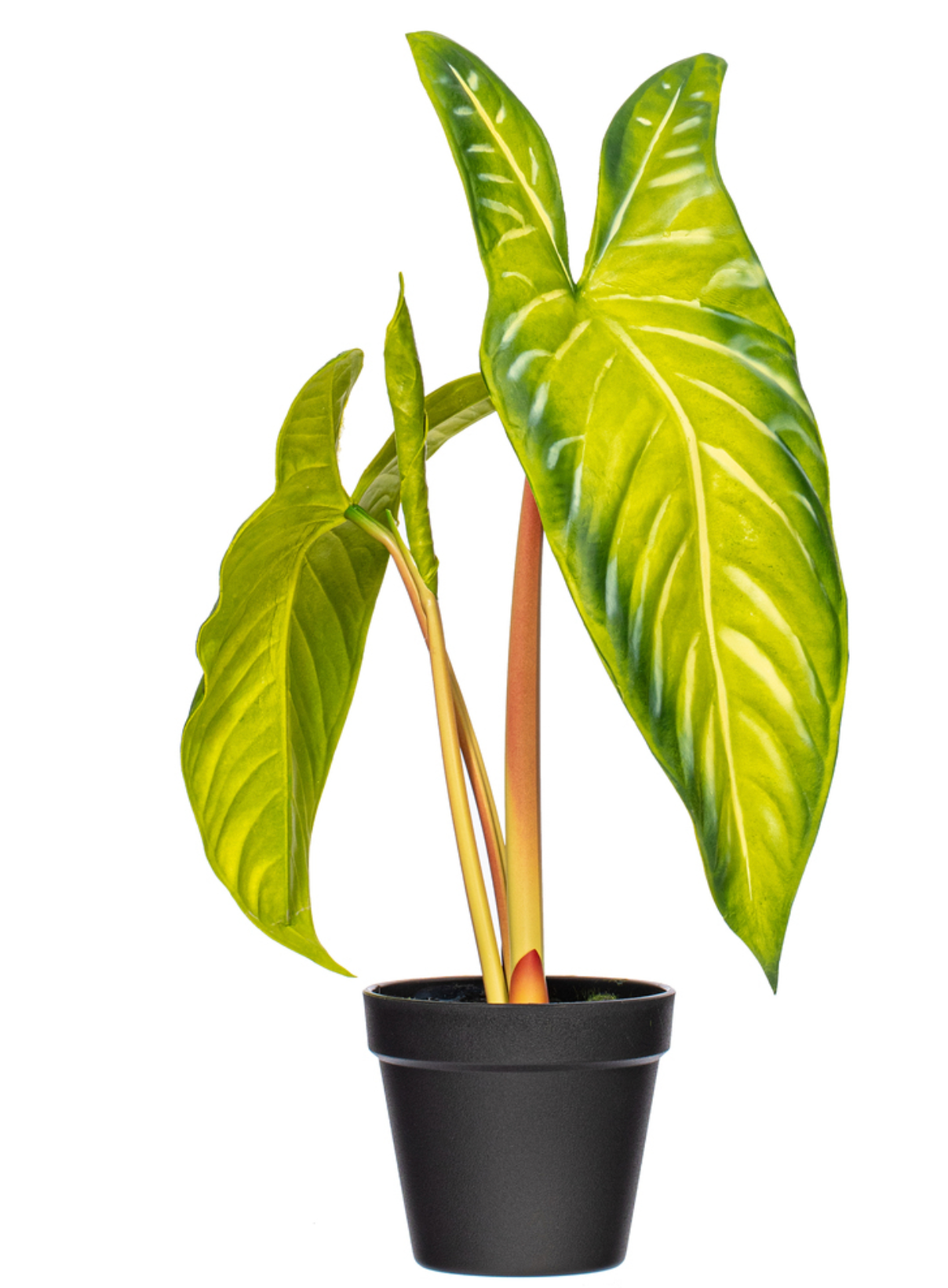 Green Alocasia Acuminata Potted 17"